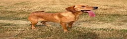 Labrador Retriever dogs for sale: KC Labrador Female in Alfreton - Advert 2