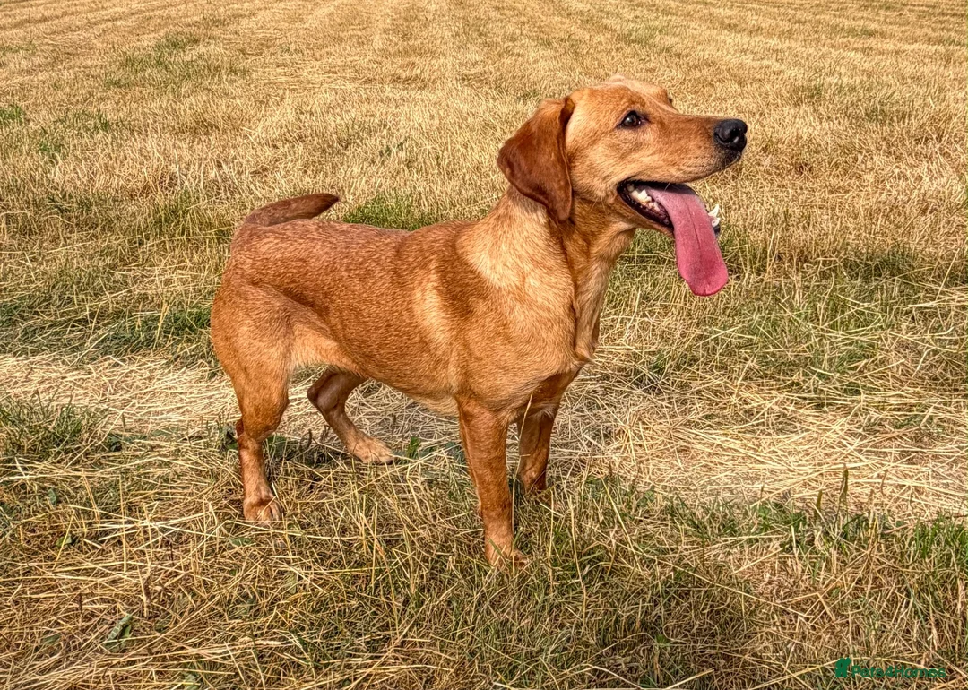 Labrador Retriever dogs for sale: KC Labrador Female in Alfreton - Advert 2
