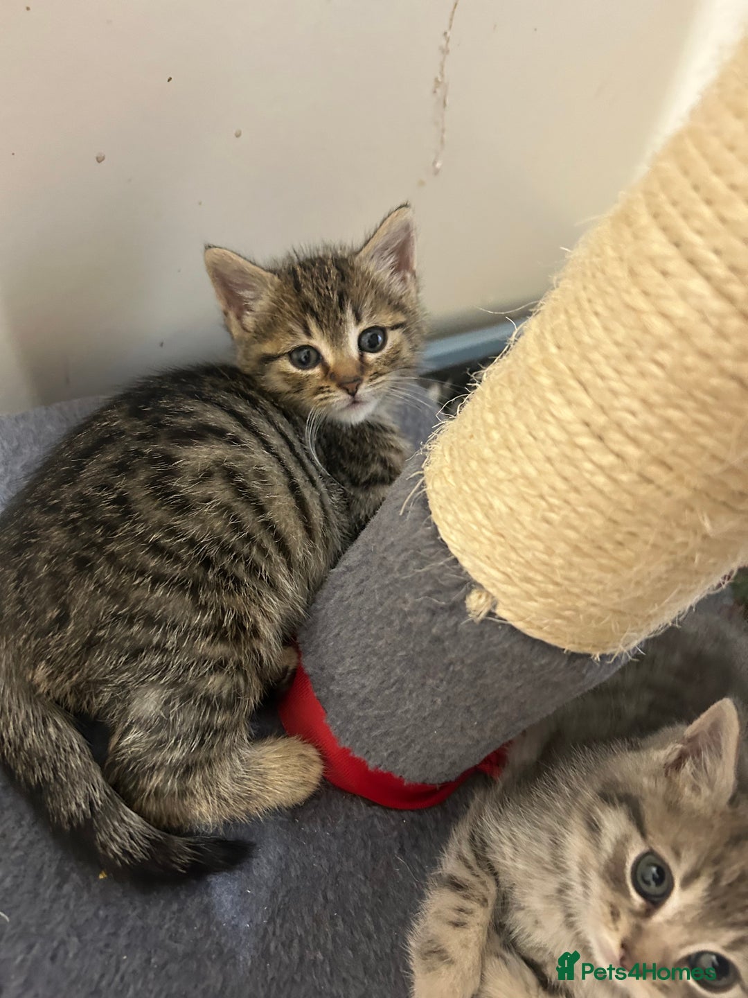 Mixed Breed cats for sale: Kittens lovely kittens  - Advert 20