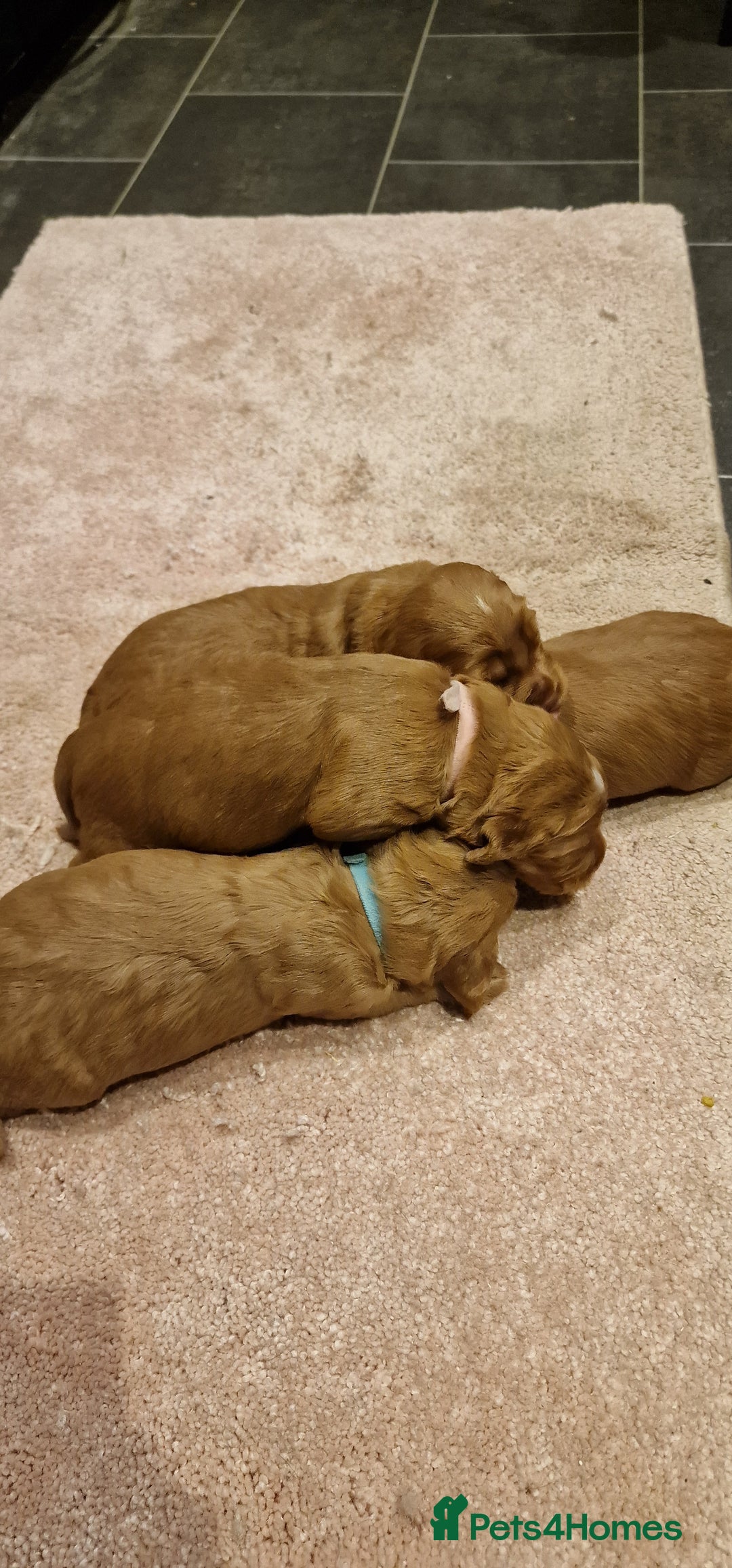 Cocker Spaniel dogs for sale: Cocker spaniel puppies - Image 8