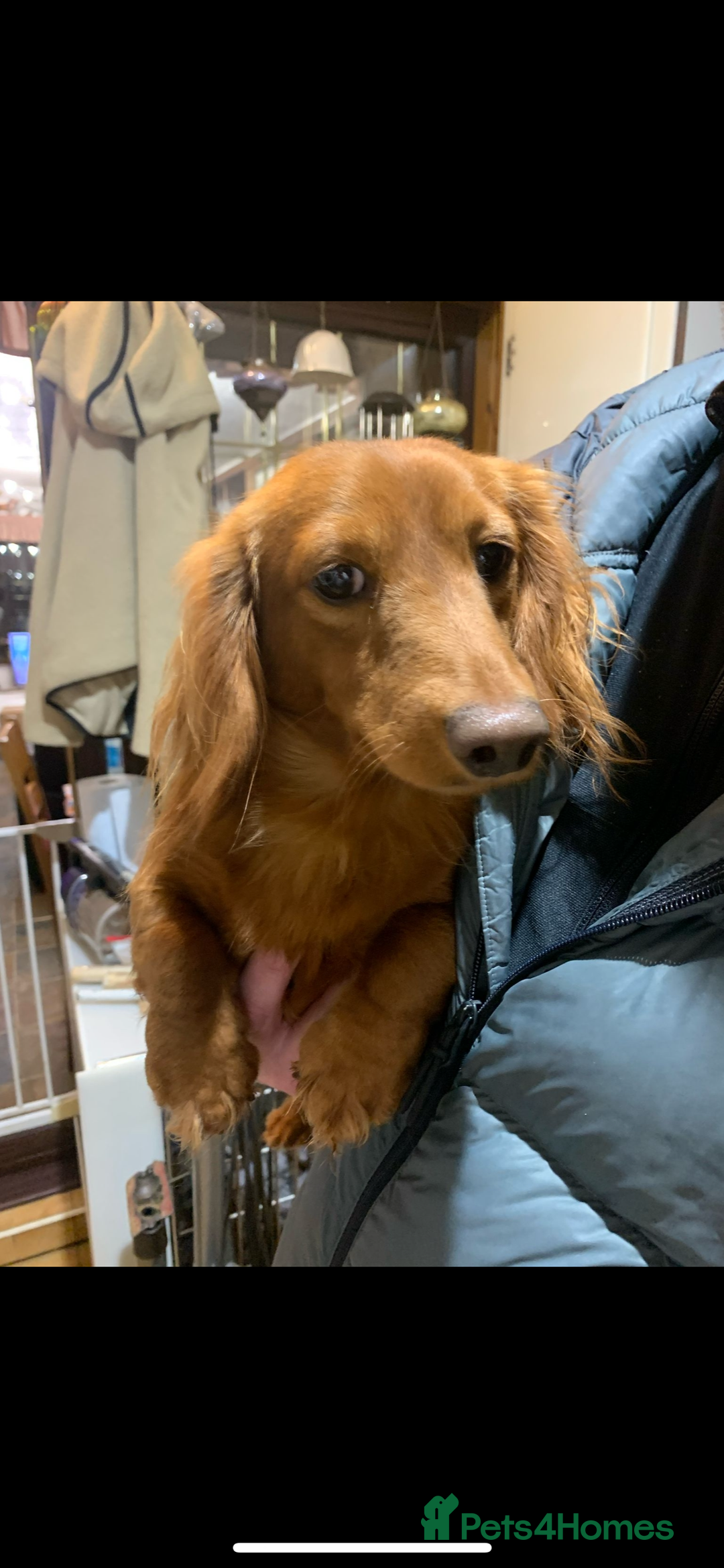 Miniature Dachshund dogs for sale: 5 miniature Dachshund puppies in Doncaster - Image 7