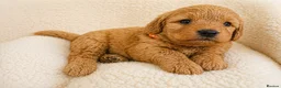 Labradoodle dogs for sale: 🐾 12 Beautiful F1b Labradoodle Puppies 🐾 - Advert 6