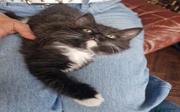 Ragdoll cats for sale: 6 CROSS RAGDOLL KITTENS WAITING FOR A LOVING HOME - Image 15
