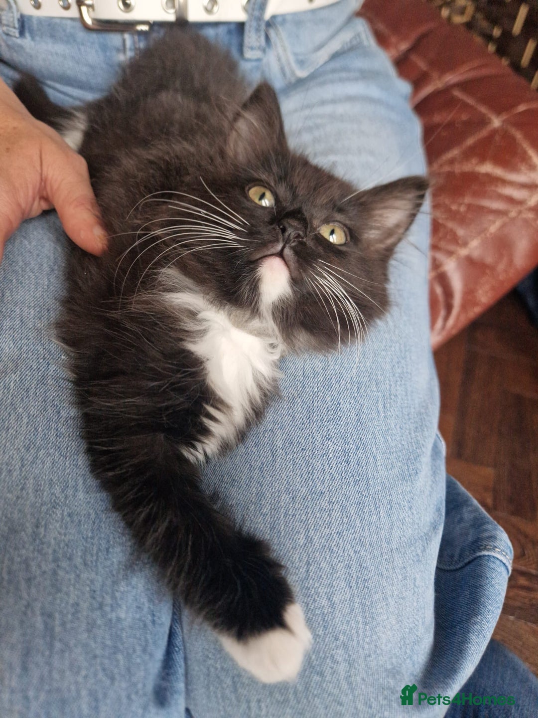 Ragdoll cats for sale: 6 CROSS RAGDOLL KITTENS WAITING FOR A LOVING HOME - Image 15