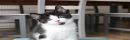 Mixed Breed cats for sale: Boy kitten ready to leave  - Advert 8