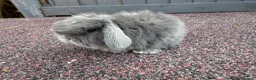 Mini Lop rabbits for sale: stunning baby mini lops - Advert 10