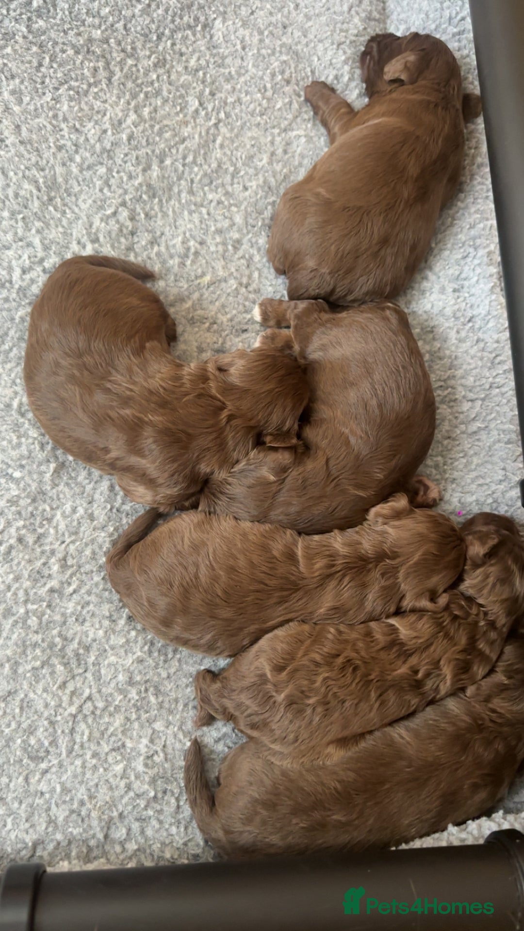 Cockapoo dogs for sale: Cockerpoos  - Image 9