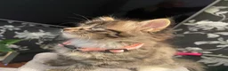 Mixed Breed cats for sale: 3 Kittens Looking For A Loving Home - Advert 3