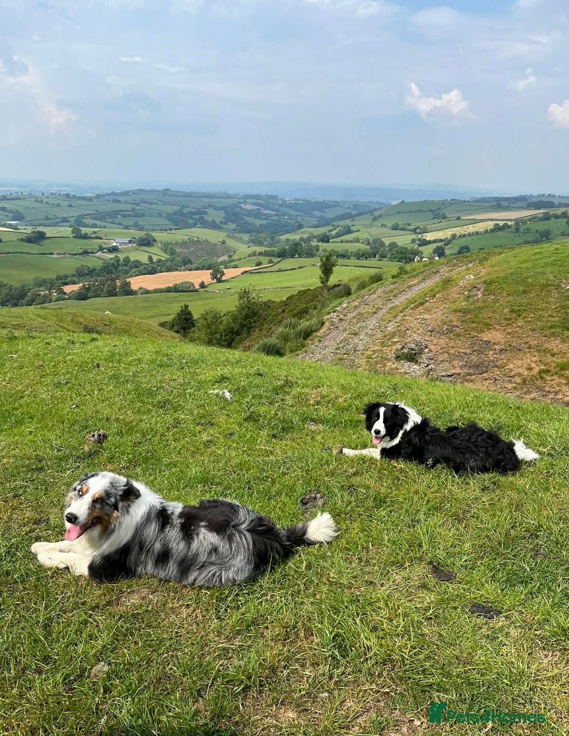Border Collie dogs Beautiful Blue Merle Border Collie Puppies  - Advert 2