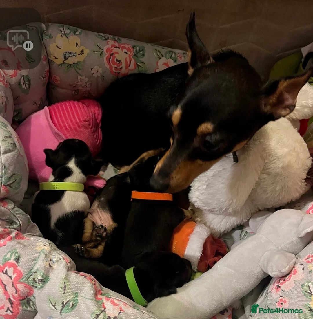 Jack Russell dogs for sale: Miniature rare natural bobtailed jack Russells - Advert 6