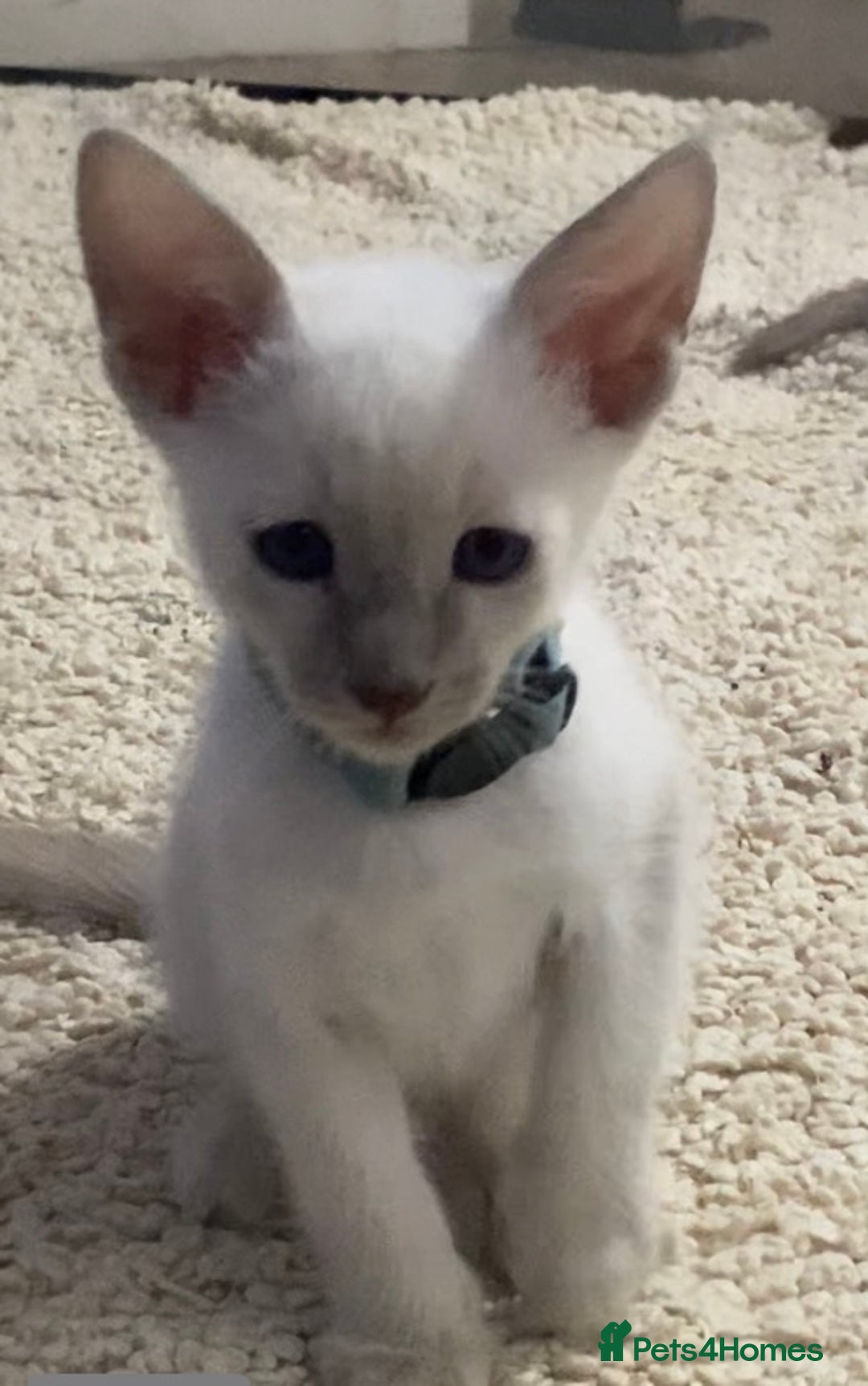 Mixed Breed cats for sale: Oriental/ Siamese  - Advert 9