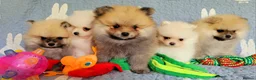 Pomeranian dogs for sale: Stunning KC Pomeranian Puppies for sale - Advert 9