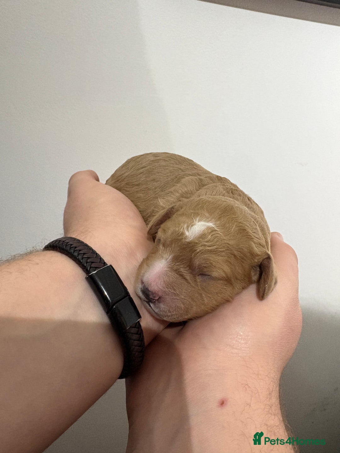 Cavapoo dogs for sale: 4 gorgeous cavapoo puppies - Advert 8