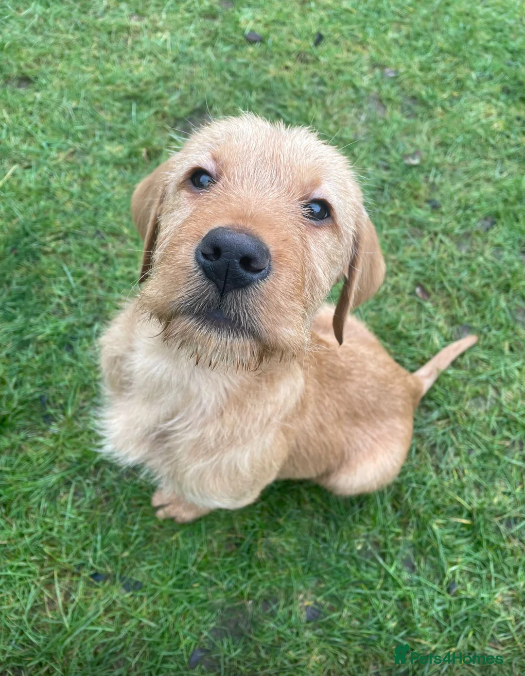 Mixed Breed dogs for sale: Golden Retriever x Wire Haired Hungarian Vizsla  - Advert 11