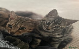 Bengal cats for sale: Bengal  - Image 1