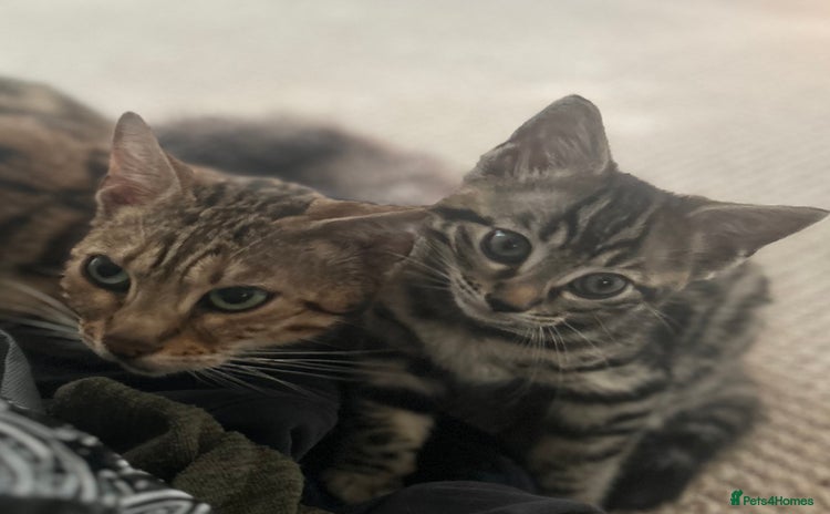 Bengal cats - Advert 10