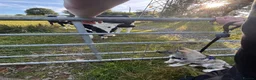 Siberian Husky dogs for sale: REHOMING!  in Bangor - Advert 1