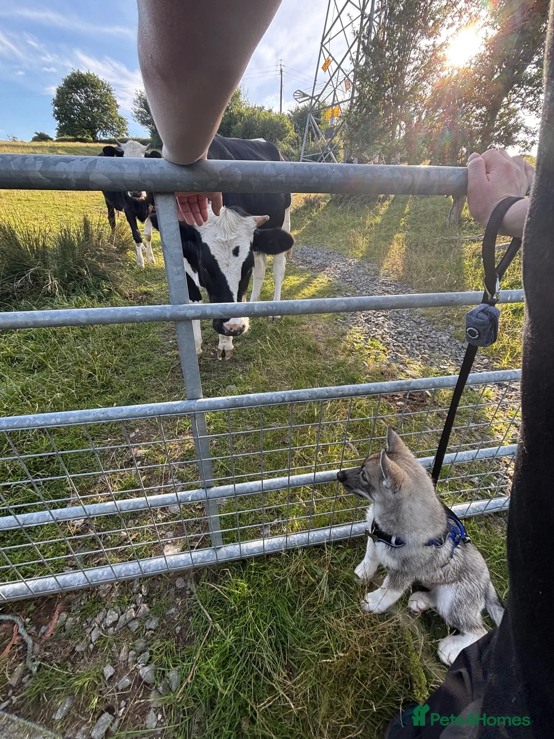 Siberian Husky dogs for sale: REHOMING!  in Bangor - Advert 1