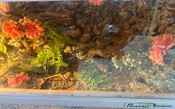 Bearded Dragon reptiles for sale: One year-old female bearded dragon - Image 6