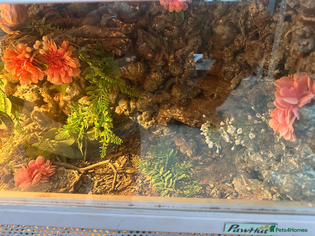 Bearded Dragon reptiles for sale: One year-old female bearded dragon - Image 6