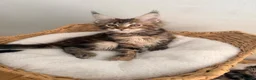 Maine Coon cats for sale: Outstanding show quality Maine coon kittens.  - Advert 9