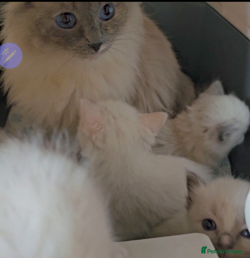 Ragdoll cats stunning  little  ragdoll  kittens  - Advert 13