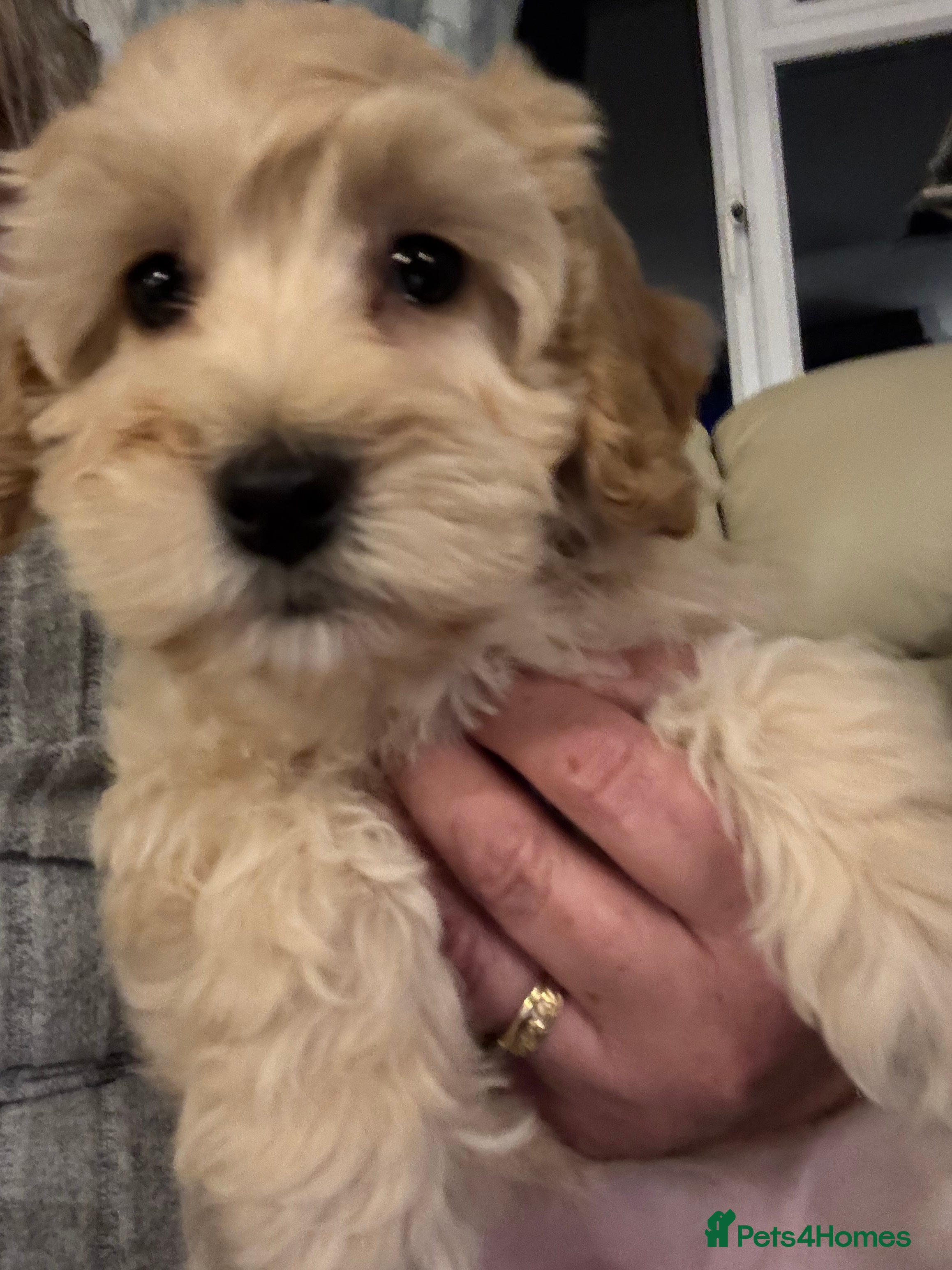 Cockapoo dogs Cockapoo Puppies – Well Socialised and beautiful  - Advert 4