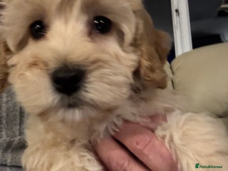 Cockapoo dogs Cockapoo Puppies – Well Socialised and beautiful - Advert 2