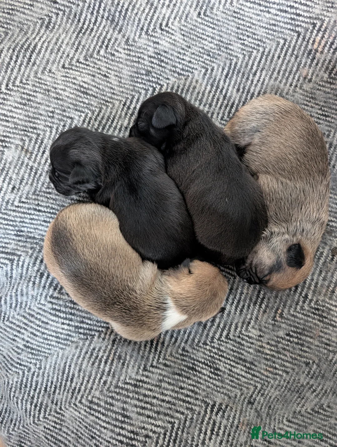 Jug dogs for sale: Adorable jug puppies  in Presteigne - Advert 6