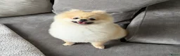 Pomeranian dogs for stud: KC registered Pomeranian available for stud  - Advert 3
