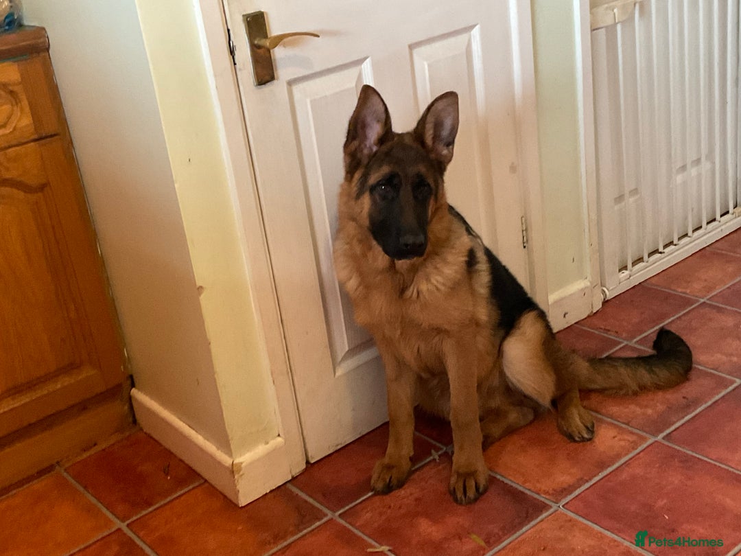 German Shepherd dogs for sale: Outstanding specimen German Shepherd  - Advert 16