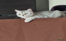 British Shorthair cats for sale: Silver Tabby Classic 5 Months Old GCCF Pedigree - Image 11