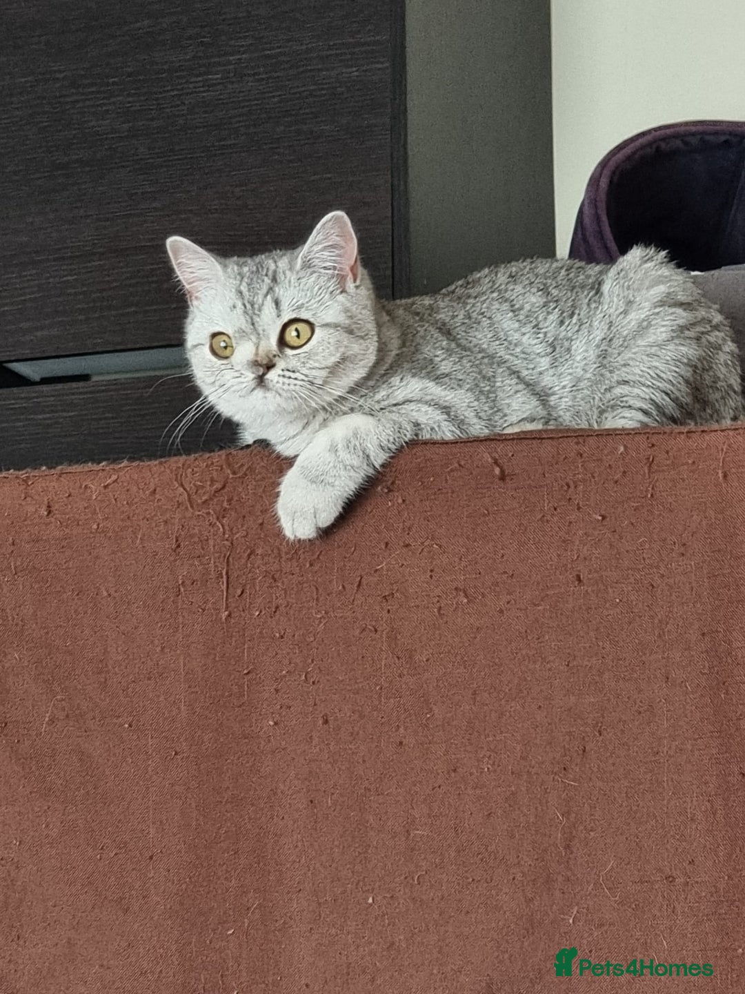British Shorthair cats for sale: Silver Tabby Classic 5 Months Old GCCF Pedigree - Image 11