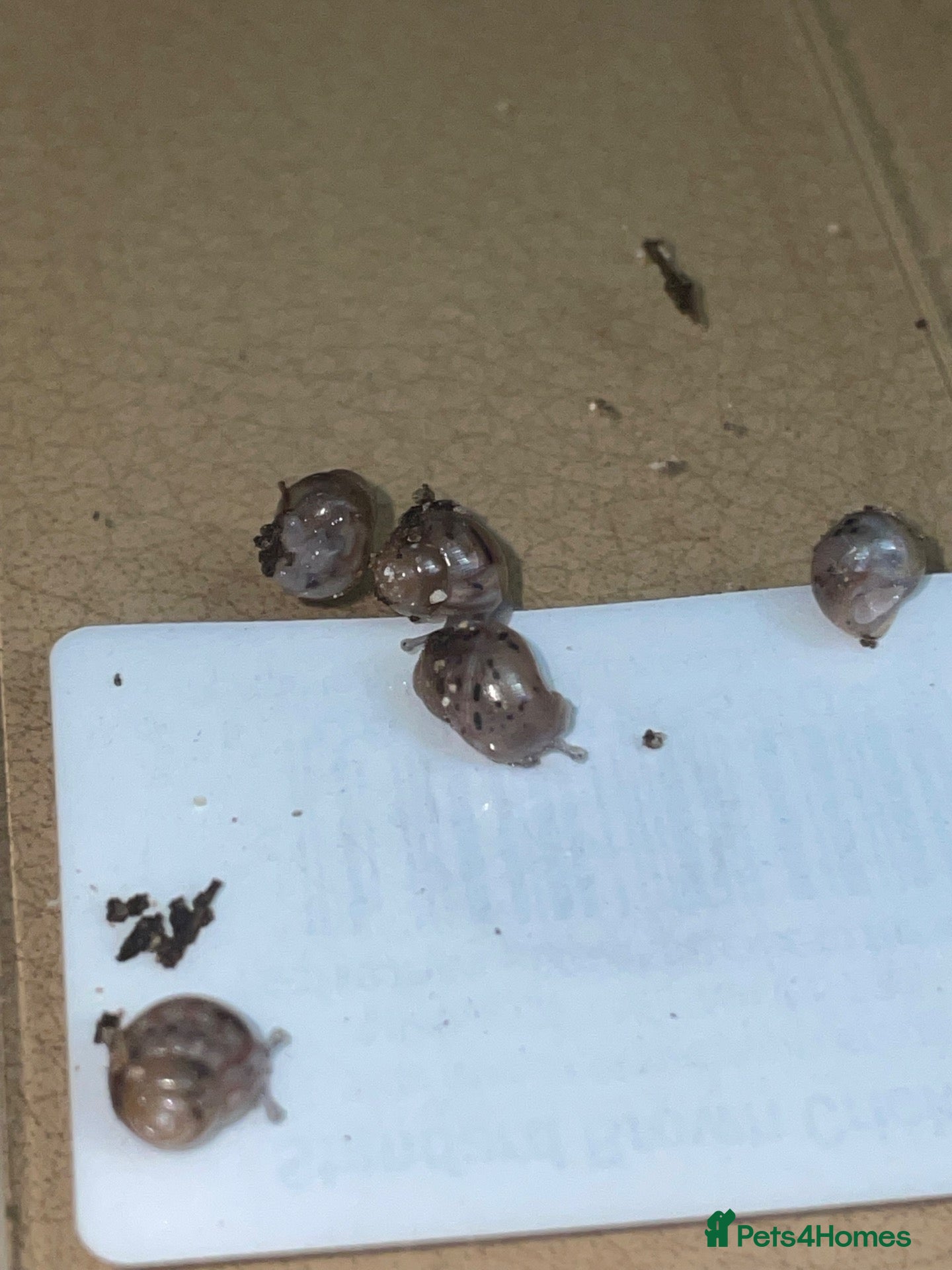 Snails invertebrates Baby Giant African Lands Snails - Advert 5