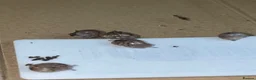Snails invertebrates for sale: Baby Giant African Lands Snails - Advert 1