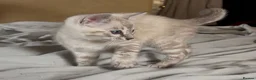 Bengal cats for sale: Tempest Bengal TICA registered kittens  - Advert 9