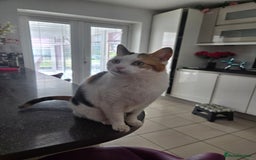British Shorthair cats for sale: Snuggles - Image 3