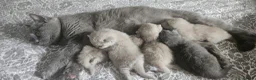 British Shorthair cats for sale:  British shorthair  - Advert 30