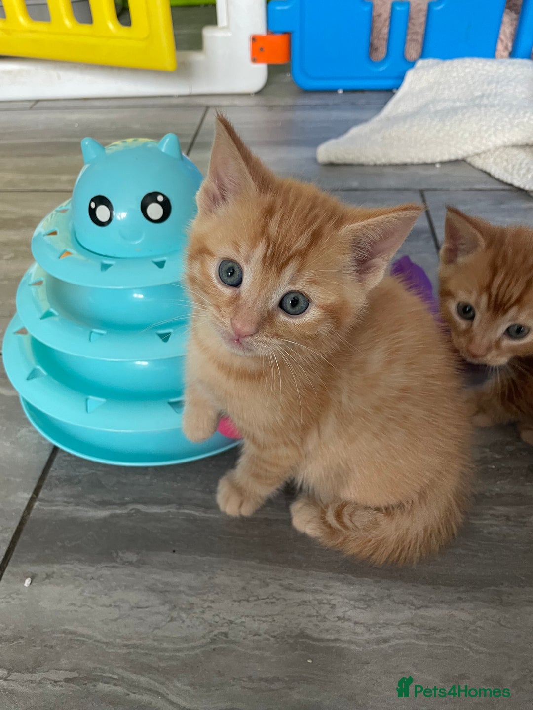 Mixed Breed cats for sale: Part Mainecoon Ginger Litter - Image 5