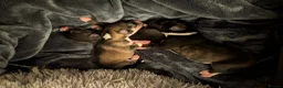 Mixed Breed dogs for sale: Puppies galore!! in Bristol - Advert 9