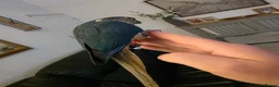 Conures birds for sale: Hand reared tame - Advert 16