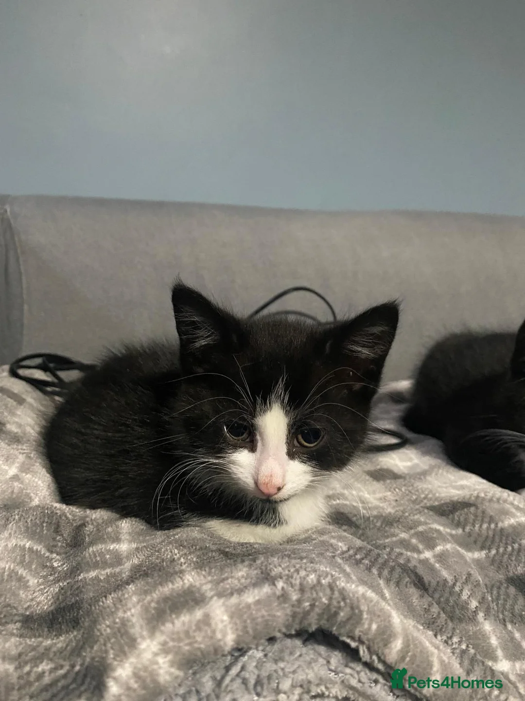 British Shorthair cats for sale: KITTENS READY FOR COLLECTION TODAY - Advert 3