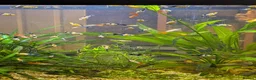 Live Bearers fish for sale: Guppies and Mollies - Advert 1