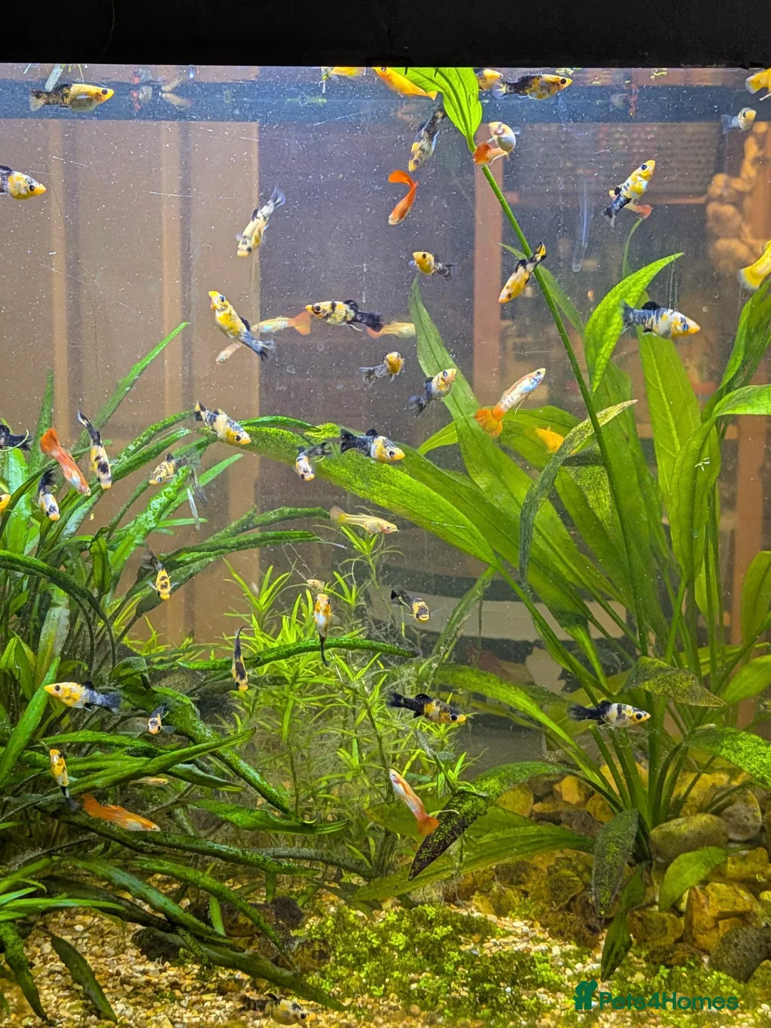 Live Bearers fish for sale: Guppies and Mollies - Advert 1