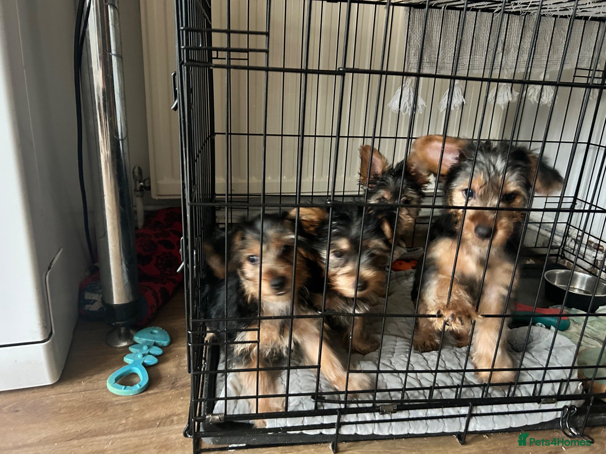 Yorkshire Terrier dogs Yorkshire terrier puppies  - Advert 11