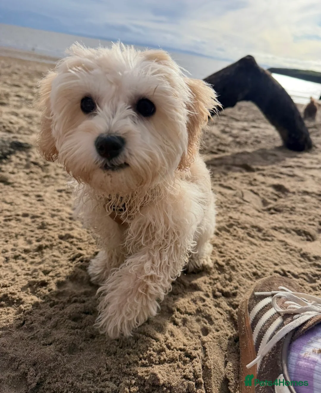 Maltese dogs for sale: Beautiful 1 year old Maltese ❤️ - Advert 3