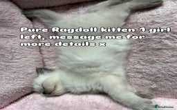 Ragdoll cats for sale: Pure Ragdoll Kitten - Image 10