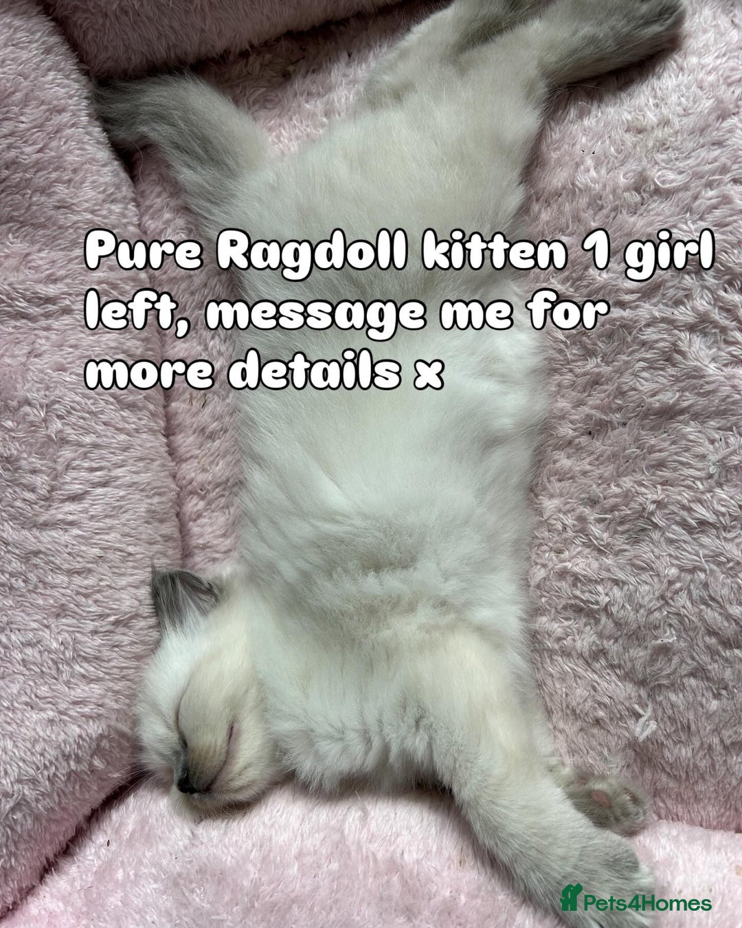 Ragdoll cats for sale: Pure Ragdoll Kitten - Image 10