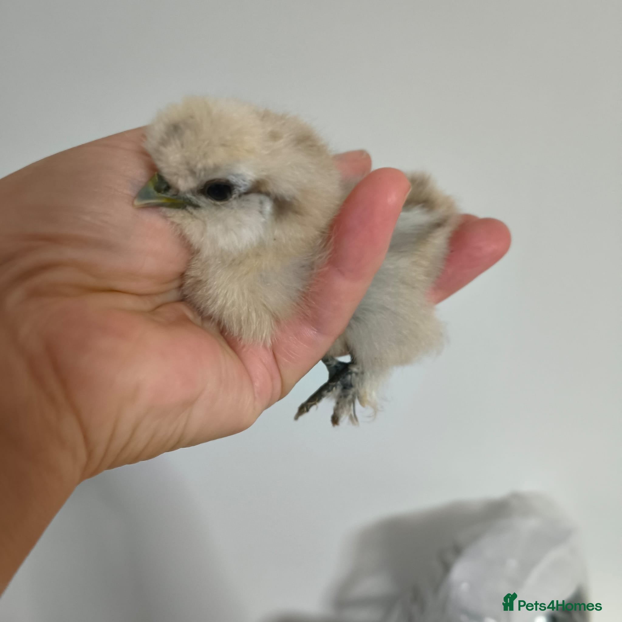 Chickens poultry Silky chick  - Advert 1