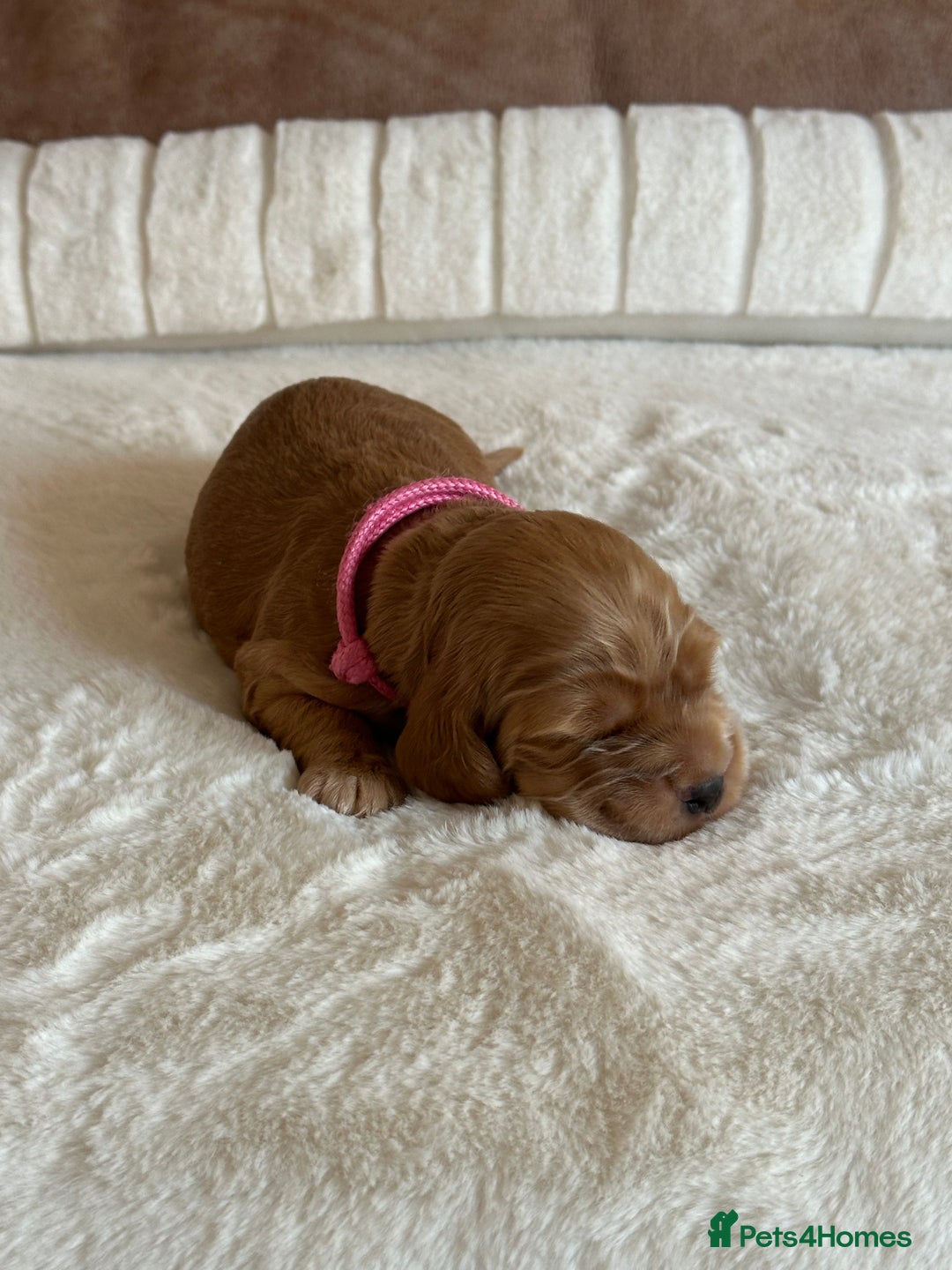 Cocker Spaniel dogs for sale: Extensively Health Tested KC Reg Puppies  - Advert 7